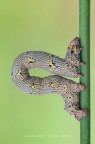 Lycia hirtaria (Clerk, 1759) Lycia hirtaria (Clerk, 1759)