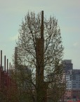 L' albero dal cuore d' acciaio L' albero dal cuore d' acciaio