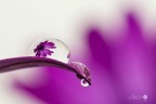Riflesso floreale Riflesso floreale
