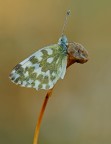 pontia edusa pontia edusa