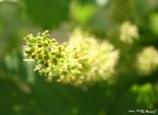futuro grappolo d'uva futuro grappolo d'uva