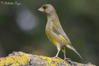 Verdone (Carduelis chloris) Verdone (Carduelis chloris)