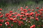 ROSSO ROSSO