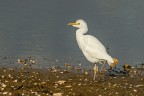 Airone guardabuoi a passeggio