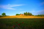 Papaveri e grano Papaveri e grano