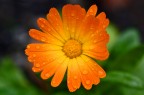 FIORE IN LACRIME FIORE IN LACRIME