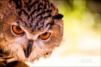 Sguardo intenso.... Sguardo intenso....