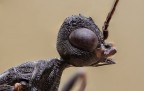Stephanus serrator Stephanus serrator