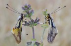 coppia di libelluloides coccajus coppia di libelluloides coccajus