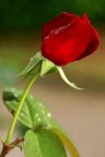 After the rain, a rose After the rain, a rose