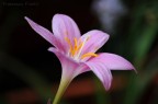 fiore fiore