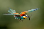 Volare Volare