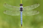 Orthetrum brunneum