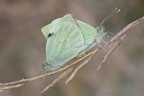 Pieris in love Pieris in love