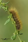 Arctiidae, Cymbalophora pudica Arctiidae, Cymbalophora pudica