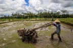 Tra le risaie di Bali Tra le risaie di Bali