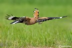 Upupa in volo Upupa in volo