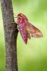 Deilephila-Porcellus- Deilephila-Porcellus-