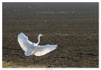 Airone Bianco Maggiore, ma non mio, di mia moglie... Airone Bianco Maggiore, ma non mio, di mia moglie...