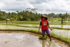 Tra le risaie di Bali (2) Tra le risaie di Bali (2)