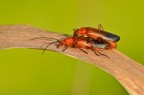 Cantaridi Cantaridi