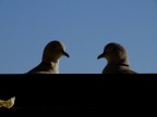 Non sembra che queste due tortore guardino il pezzo di pane oltre il davanzale?