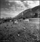 Hasselblad 503CX con Zeiss Sonnar 50 mm 
Scansione da negativo Kodak Tmax 100 

Teggiano 2 ottobre 2011