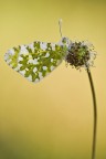 Anthocharis Cardamines Anthocharis Cardamines