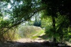 una via tra i campi una via tra i campi