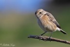 Saltimpalo ( Saxicola torquata) Saltimpalo ( Saxicola torquata)