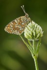 Melitaea Phoebe