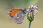 Coenonympha Pamphilus e stelle filanti