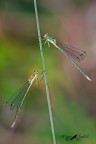 Lestes virens vestalis... la coppia