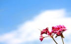 Cielo e Fiore Cielo e Fiore