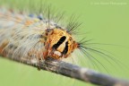 Lymantria dispar Lymantria dispar
