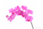 orchidee