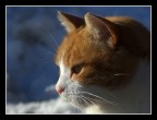 Gatto pensieroso Gatto pensieroso