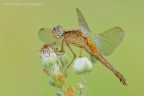 Crocothemis erythraea Crocothemis erythraea