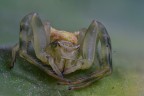 Thomisidae; il ragno granchio