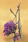 Empusa ! Empusa !