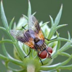 Mosca Mosca