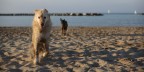 Cani in spiaggia Cani in spiaggia