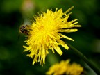 fiore di tarassaco a sorpresa fiore di tarassaco a sorpresa