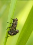 fly in love