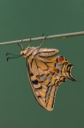 Papilio machaon Papilio machaon