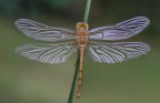 Sympetrum striolatum "La Trama alare" Sympetrum striolatum "La Trama alare"