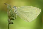 Pieris Pieris