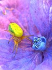 Nel viola Nel viola