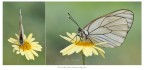 Aporia crataegi (Linnaeus, 1758) Aporia crataegi (Linnaeus, 1758)