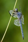Othetrum Brunneum